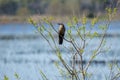 Female Boat-tailed Grackle, Savannah National Wildlife Refuge Royalty Free Stock Photo