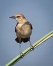 Female Boat Tailed Grackle on Stem Royalty Free Stock Photo