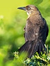 Female Boat-tailed Grackle in a Tree Royalty Free Stock Photo