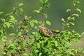 A female bobolink bird in a meadow Royalty Free Stock Photo