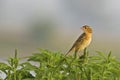 Female Bobolink, Dolichonyx oryzivorus, on plant Royalty Free Stock Photo