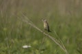 Female  Bobolink Dolichonyx oryzivorus sitting on a branch. Royalty Free Stock Photo