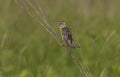 Female  Bobolink Dolichonyx oryzivorus sitting on a branch. Royalty Free Stock Photo