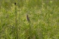 Female  Bobolink Dolichonyx oryzivorus sitting on a branch. Royalty Free Stock Photo