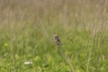 Female  Bobolink Dolichonyx oryzivorus sitting on a branch. Royalty Free Stock Photo