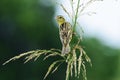 Female Bobolink Perched on a Stalk of Grass Royalty Free Stock Photo