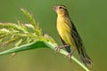 Female Bobolink Standing on a Weed Royalty Free Stock Photo