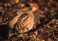 Female Bobwhite Quail Royalty Free Stock Photo