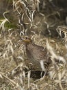 Female Bobwhite Quail Royalty Free Stock Photo