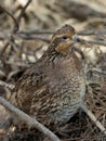 Female Bobwhite Quail Royalty Free Stock Photo