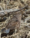 Female Bobwhite Quail Royalty Free Stock Photo