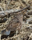 Female Bobwhite Quail