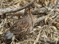 Female Bobwhite Quail