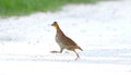 Female bobwhite quail running across a desolate country road in Florida