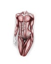 Female body muscles