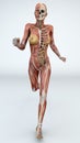 Female body with skeletal muscles and organs Royalty Free Stock Photo