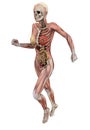 Female body with skeletal muscles and organs Royalty Free Stock Photo