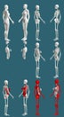 12 high resolution renders in 1, womans body with skeleton and organs - anatomical examination concept - digital medical 3D Royalty Free Stock Photo