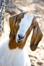 Female boer goat