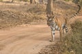 Female Bold and Ferocious Tiger at Kabini