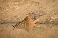 Female Bold and Ferocious Tiger at waterhole at Kabini