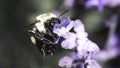 A female Bombus impatiens Common Eastern Bumble Bee flying while feeding on a purple lavender flower Royalty Free Stock Photo