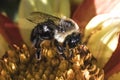 A female Bombus Impatiens Common Eastern Bumble Bee pollinating a red and yellow dahlia flower Royalty Free Stock Photo