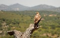 female Bonelli`s eagle observes from her innkeeper in the field