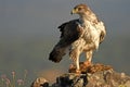 Bonelli`s eagle perched with its prey Royalty Free Stock Photo