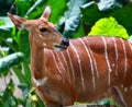 A Female Bongo Royalty Free Stock Photo