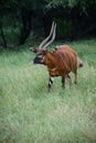 Female Bongo antelope with large horns Royalty Free Stock Photo