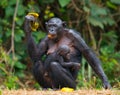 Female bonobo with a baby. Democratic Republic of Congo. Lola Ya BONOBO National Park.