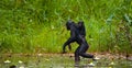 Female bonobo with a baby. Democratic Republic of Congo. Lola Ya BONOBO National Park.