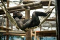 A female bonobo chimpanzee swings bored