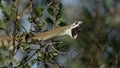 Female Boomslang snake in Botswana Royalty Free Stock Photo