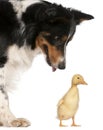 Female Border Collie, 3 years old, looking at a domestic duckling, 1 week old, in front of white background Royalty Free Stock Photo