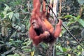 Female Borneo Orangutan with its cub, hanging and eating at the Royalty Free Stock Photo