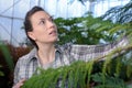 Female botanist checking growing plants in greenhouse