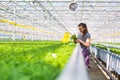 Side view of female botanist examining herb seedlings in plant nursery Royalty Free Stock Photo