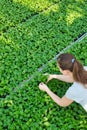 High angle view of female botanist examining seedlings in plant nursery