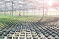 Female botanist working in greenhouse