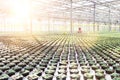 Female botanist working in greenhouse