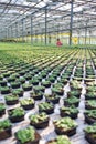 Female botanist working in plant nursery