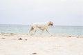 Female Boxer Dog on the Beach