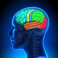 Female Brain Anatomy - Colored