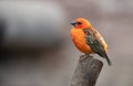 Female Brazilian Tanager bird perched on a stick