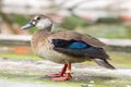 The female Brazilian teal (Amazonetta brasiliensis) Royalty Free Stock Photo