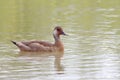 Female Brazilian Teal (Amazonetta brasiliensis) swimming in a pond