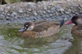 Female Brazilian Teal or Brazilian Duck, Amazonetta brasiliensis Royalty Free Stock Photo