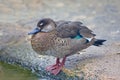 Female Brazilian Teal or Brazilian Duck, Amazonetta brasiliensis swimming Royalty Free Stock Photo